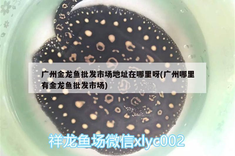 六角龙鱼水深50公分可以吗（ 六角龙鱼水深多少合适） 过背金龙鱼