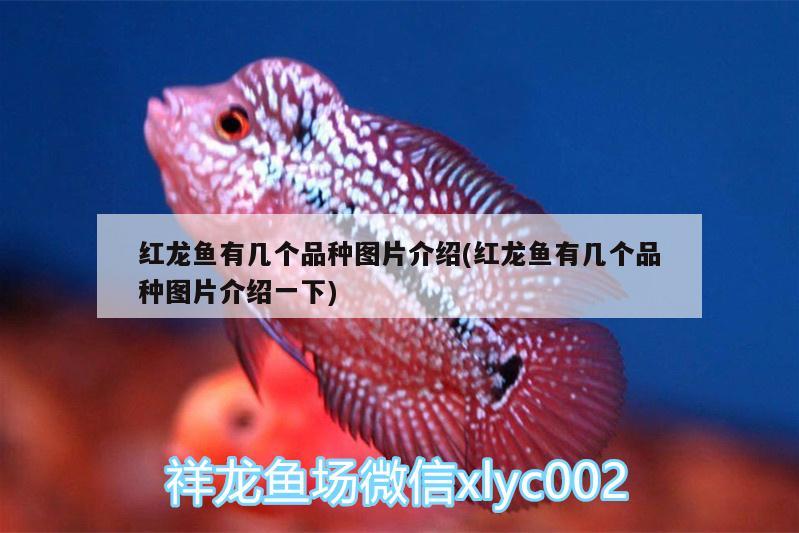 80cm鱼缸用多厚玻璃好：80鱼缸要多少厚度 广州水族批发市场 第3张