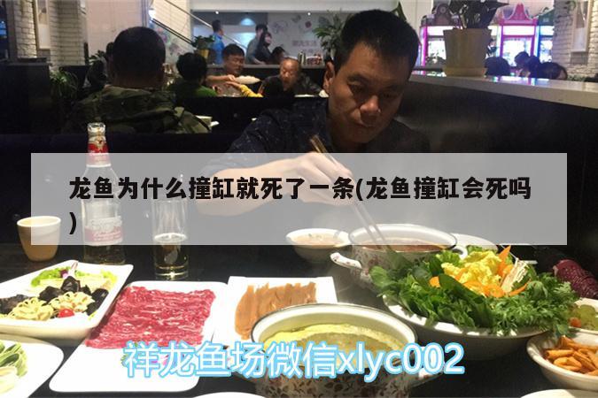 龙鱼为什么撞缸就死了一条(龙鱼撞缸会死吗) 观赏鱼批发