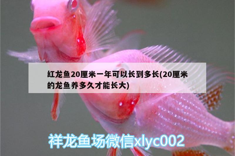 红龙鱼20厘米一年可以长到多长(20厘米的龙鱼养多久才能长大)