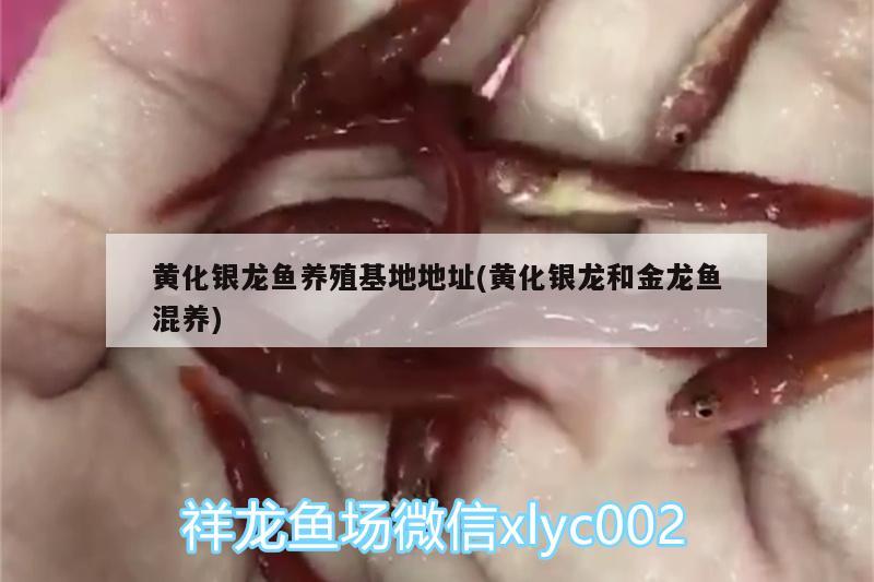 红龙鱼用什么颜色的灯好养呢(红龙鱼用多少色温的灯) 虎鱼百科