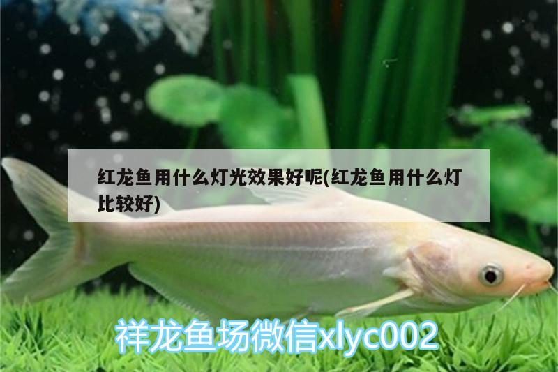 红龙鱼用什么灯光效果好呢(红龙鱼用什么灯比较好) 水族用品 第3张