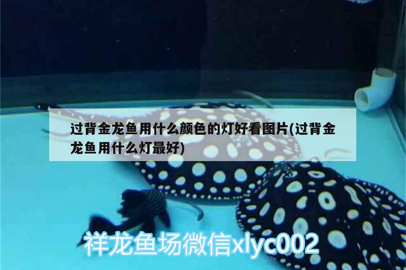 济南莱芜区亿燕水族店：为您提供优质水族产品和专业服务（亿燕水族店优质水族产品专业服务） 全国水族馆企业名录 第1张