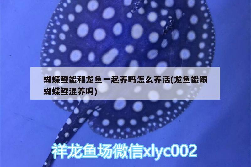 马骝罗汉鱼最大能长多大，罗汉鱼喂的越多爆头越快吗 罗汉鱼 第1张