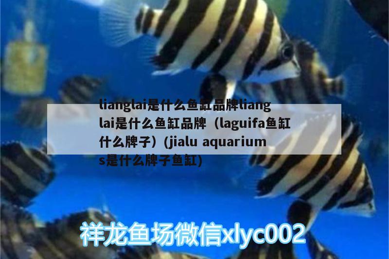 lianglai是什么鱼缸品牌lianglai是什么鱼缸品牌（laguifa鱼缸什么牌子）(jialuaquariums是什么牌子鱼缸) 白子银龙鱼苗