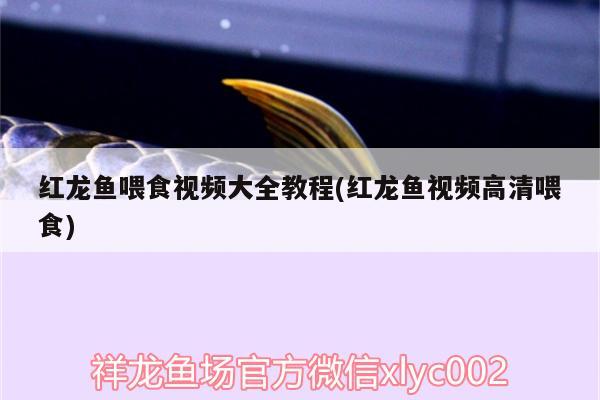 大型鱼缸清洗消毒方法大全详解图片视频（鱼缸摄像头选哪个） 财神鹦鹉鱼 第1张