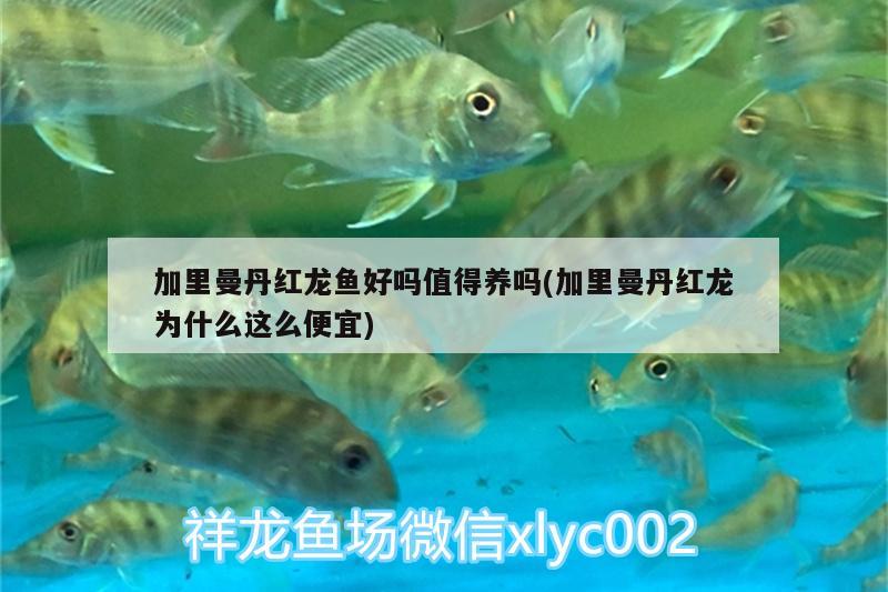 泰狮麒麟后期还变色：麒麟泰狮幼苗 观赏鱼 第1张