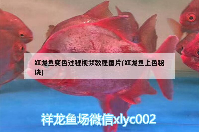 红龙鱼变色过程视频教程图片(红龙鱼上色秘诀) 广州水族批发市场