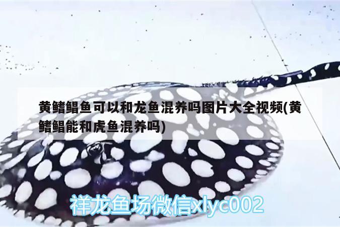 黄鳍鲳鱼可以和龙鱼混养吗图片大全视频(黄鳍鲳能和虎鱼混养吗) 虎鱼百科