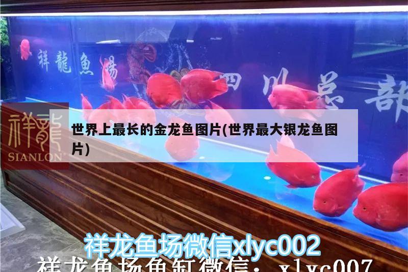 安庆鱼缸制作厂家电话多少啊：安庆市鱼缸专卖 广州水族批发市场 第2张