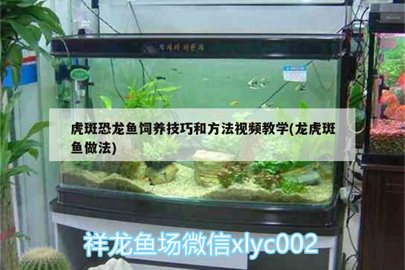 虎斑恐龙鱼饲养技巧和方法视频教学(龙虎斑鱼做法)