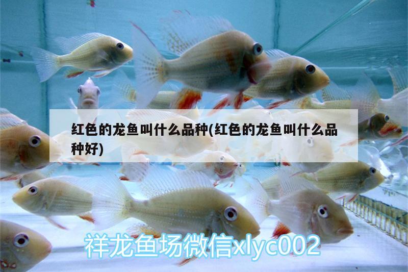 安庆鱼缸制作厂家电话多少啊：安庆市鱼缸专卖 广州水族批发市场 第1张