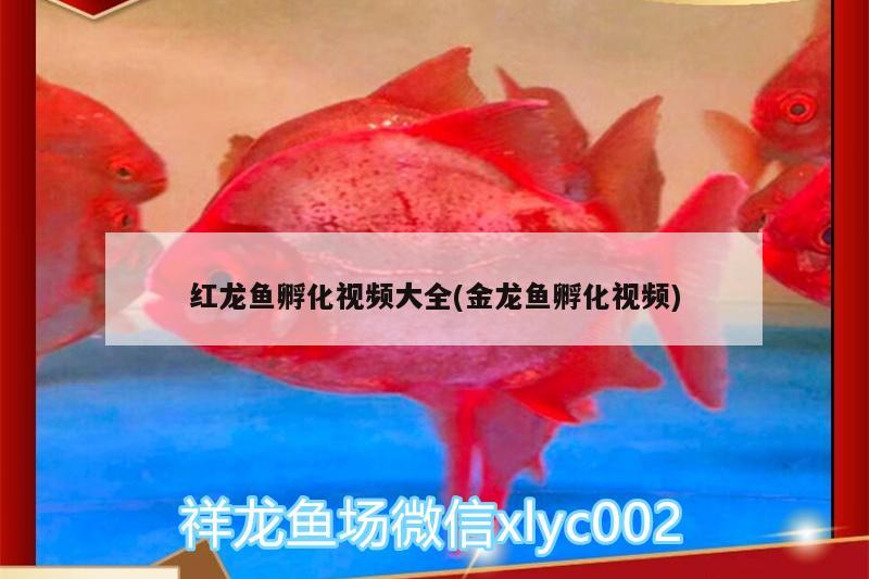 红龙鱼孵化视频大全(金龙鱼孵化视频) 鱼缸/水族箱