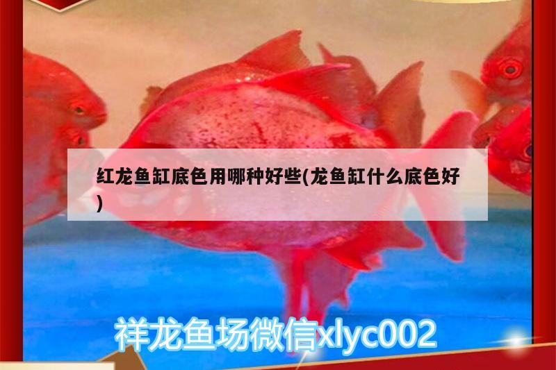 红龙鱼缸底色用哪种好些(龙鱼缸什么底色好)