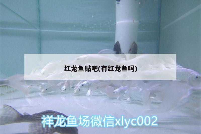 红龙鱼鱼缸内灯光的正确使用方法，龙鱼40公分用什么灯