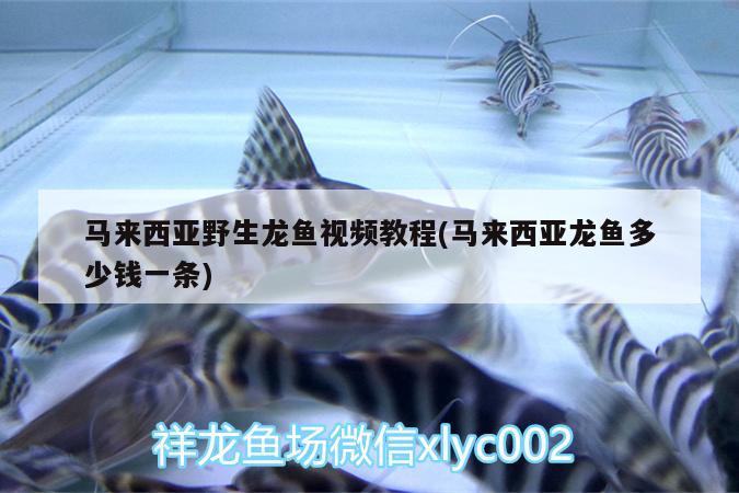 哈密市广东路东海龙宫水族馆（哈密市广东路东海龙宫水族馆电话）