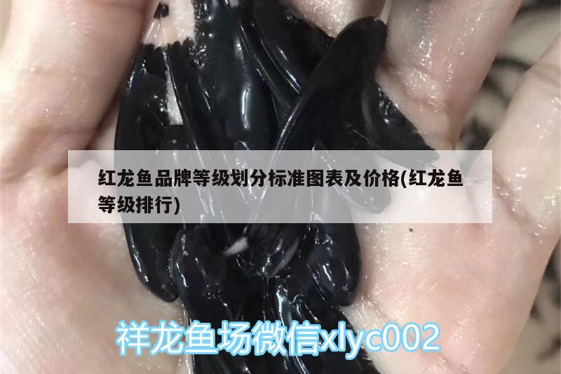 红龙鱼品牌等级划分标准图表及价格(红龙鱼等级排行)