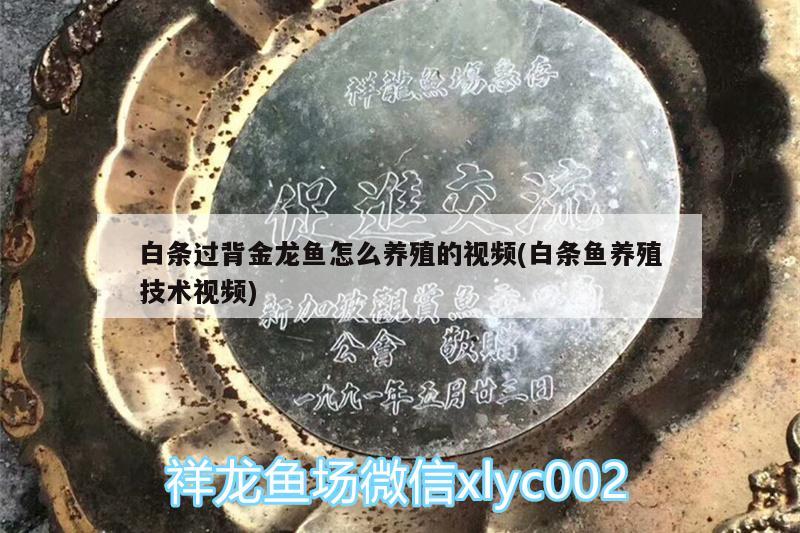 白条过背金龙鱼怎么养殖的视频(白条鱼养殖技术视频)