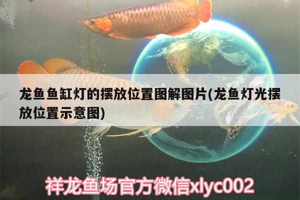 咸水沽卖鱼缸的地方（咸水沽水族店） 广州水族器材滤材批发市场 第1张