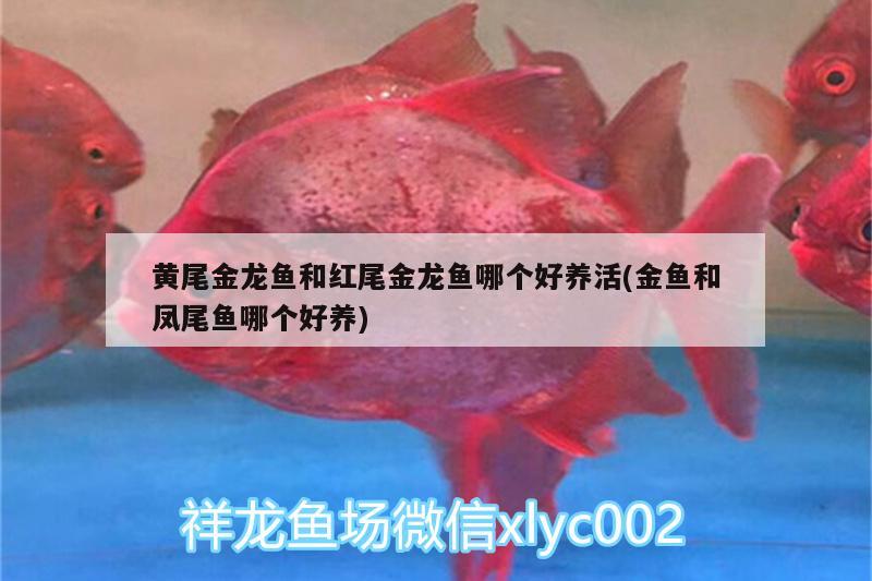 红龙和金龙鱼的区别：红龙鱼和金龙鱼的区别 龙鱼百科 第1张