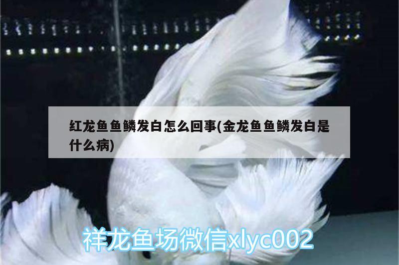 红龙鱼鱼鳞发白怎么回事(金龙鱼鱼鳞发白是什么病)