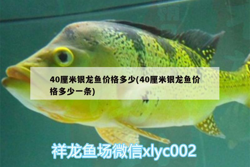 40厘米银龙鱼价格多少(40厘米银龙鱼价格多少一条) 银龙鱼