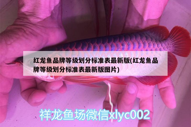 红龙鱼品牌等级划分标准表最新版(红龙鱼品牌等级划分标准表最新版图片)