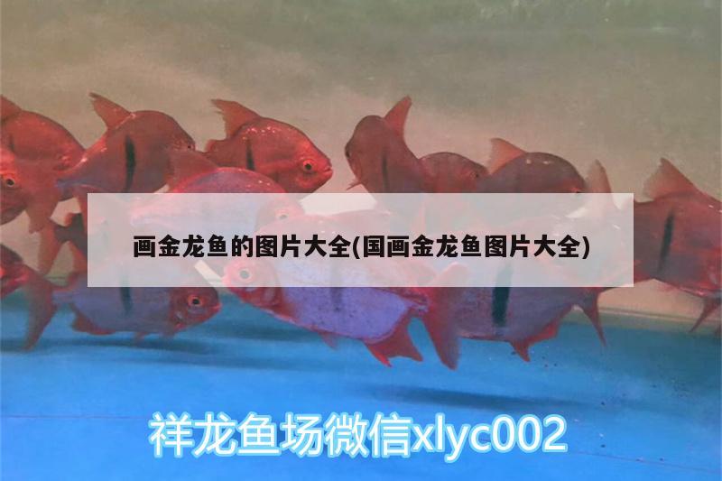 从甘肃省庆阳市到大兴安玲区塔河县怎么走，蛟河装修公司有那些 养鱼的好处 第3张