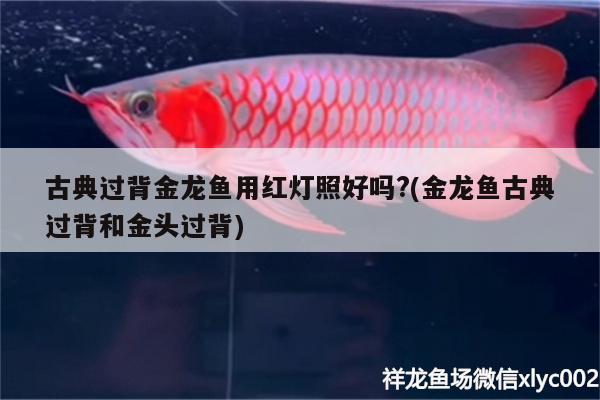 古典过背金龙鱼用红灯照好吗?(金龙鱼古典过背和金头过背)