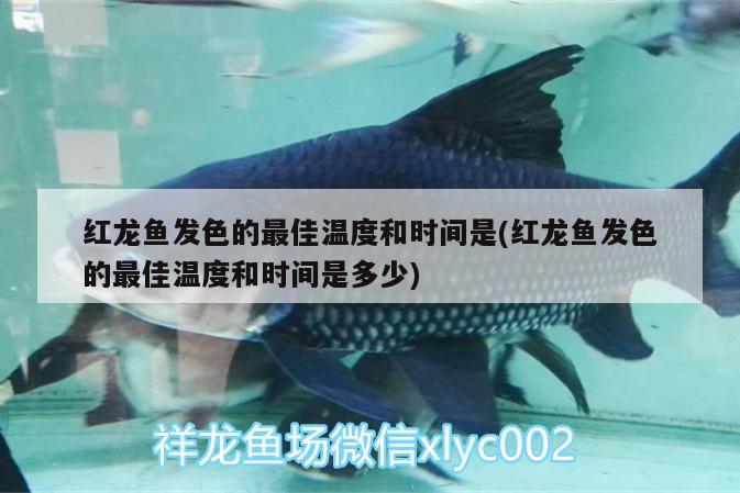 佳木斯水族批发市场在哪里啊（佳木斯鱼市场在哪条街）