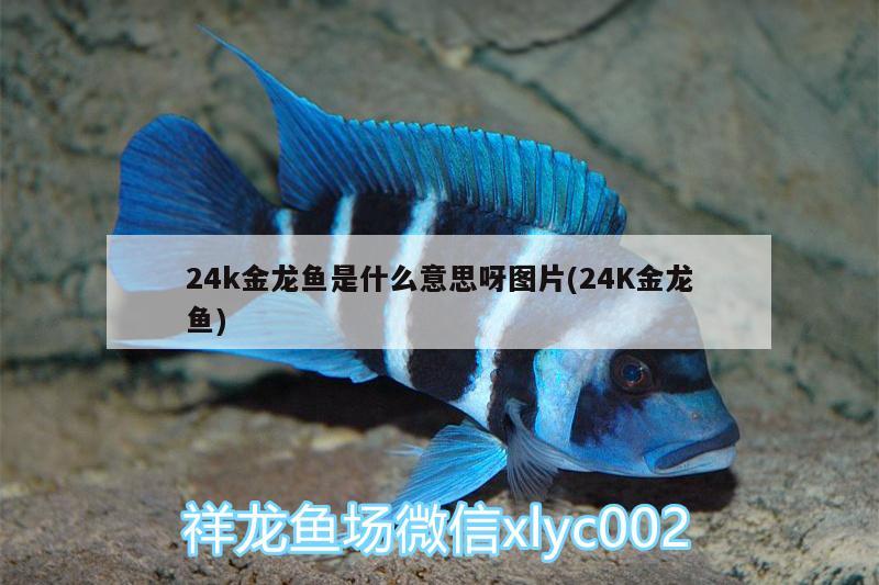 24k金龙鱼是什么意思呀图片(24K金龙鱼)