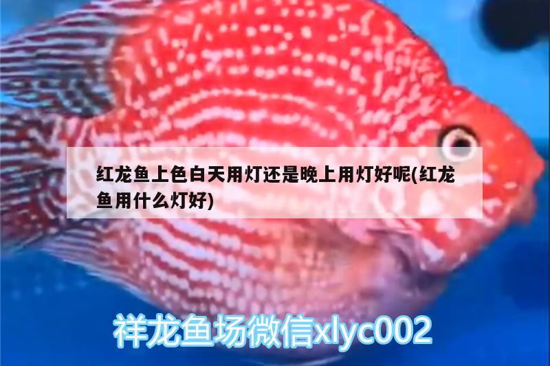 金龙鱼能和别的鱼混养吗：金龙鱼能不能和别的鱼一起养