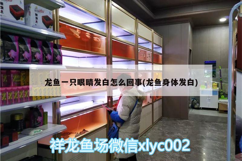 金龙鱼能和别的鱼混养吗：金龙鱼能不能和别的鱼一起养