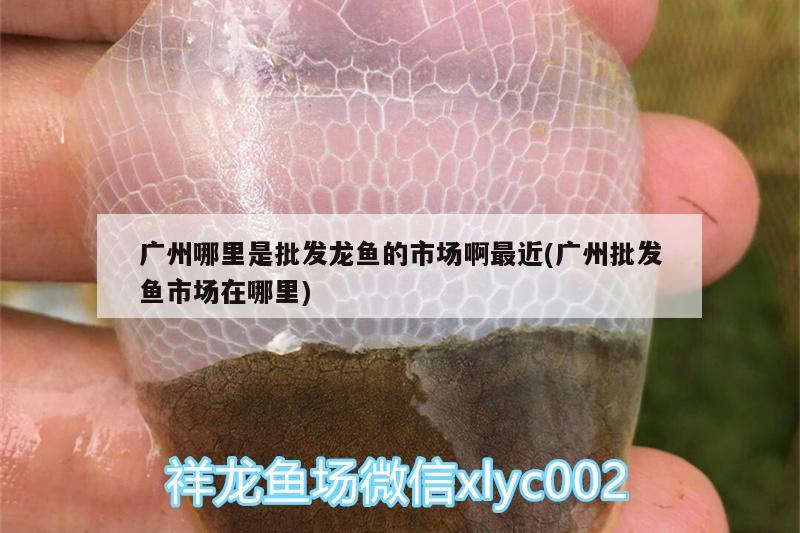 黄金河虎混养最佳搭配水槽饲养黄金河虎鱼的饲养方法 虎鱼百科 第3张