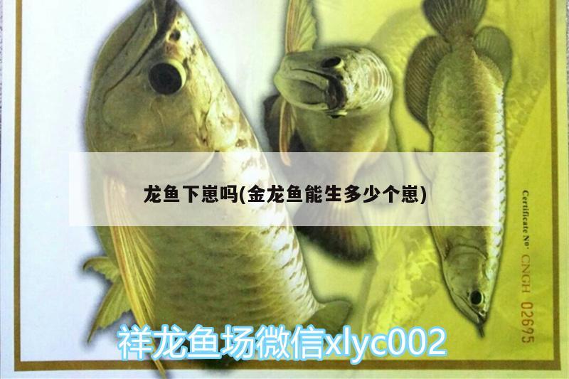 龙鱼下崽吗(金龙鱼能生多少个崽) 祥龙水族护理水