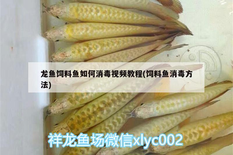 龙鱼饲料鱼如何消毒视频教程(饲料鱼消毒方法) 暹罗巨鲤