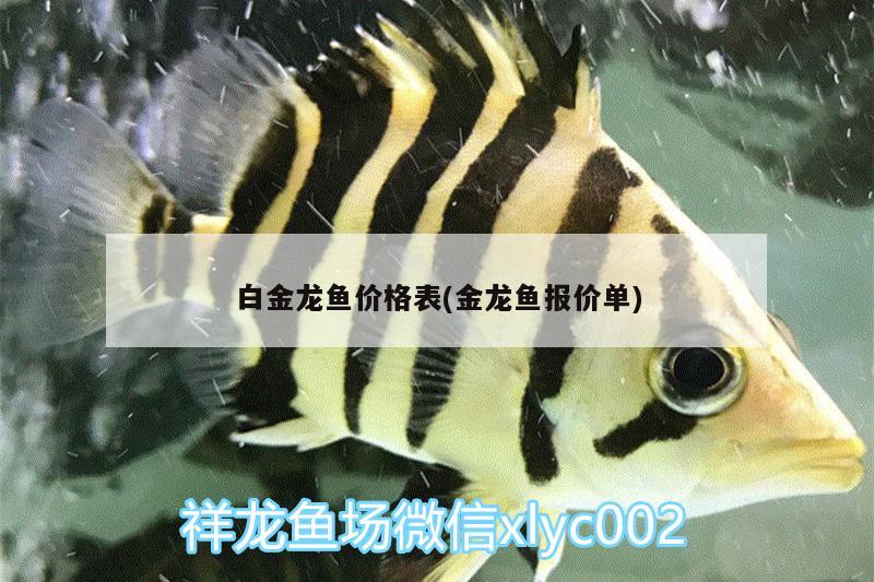 白金龙鱼价格表(金龙鱼报价单)