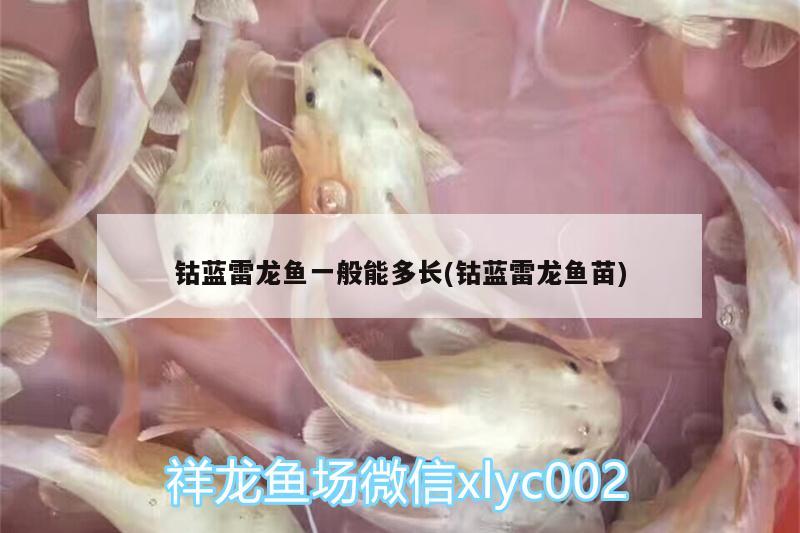 钴蓝雷龙鱼一般能多长(钴蓝雷龙鱼苗) 苏虎