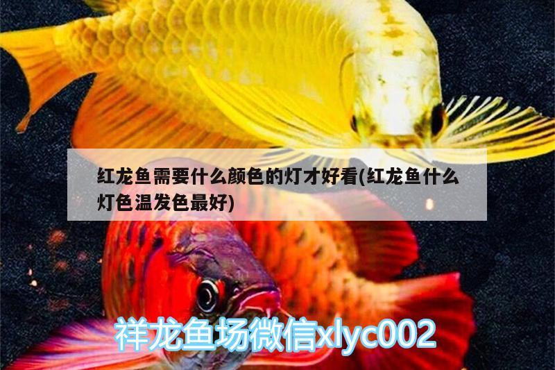 红龙鱼需要什么颜色的灯才好看(红龙鱼什么灯色温发色最好) 养鱼的好处