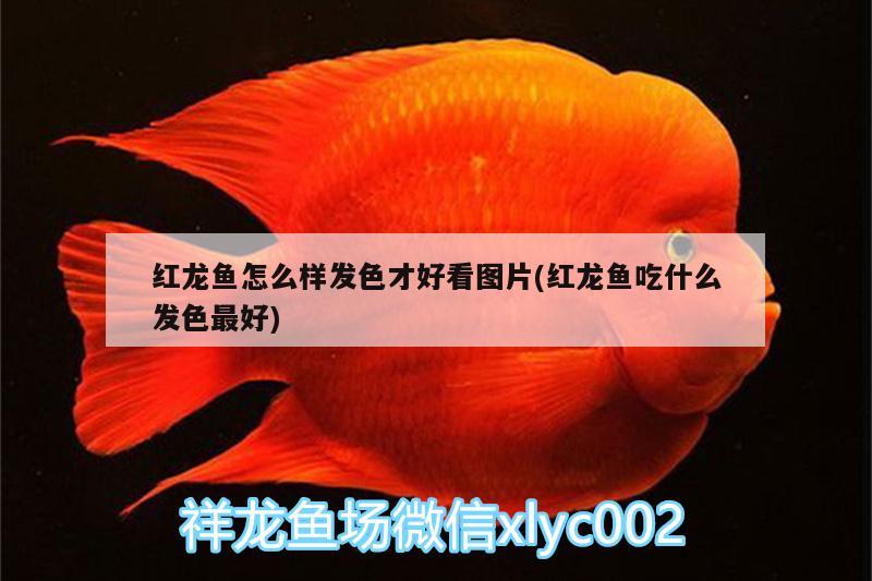 鱼缸摆放客厅位置图2018款（ 2020年鱼缸的摆放）