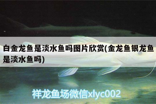 白金龙鱼是淡水鱼吗图片欣赏(金龙鱼银龙鱼是淡水鱼吗) 银龙鱼