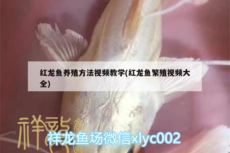 红龙鱼养殖方法视频教学(红龙鱼繁殖视频大全) 观赏鱼市场
