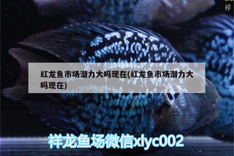 20公分的银龙鱼能吃多大的鱼(20厘米银龙鱼能吃小鱼吗) 银龙鱼