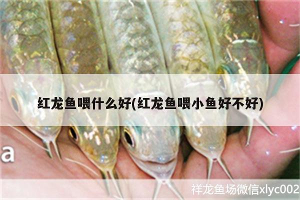 沈阳二手鱼缸最新出售信息大全电话号（辽宁盘锦二手水族箱哪些地方有售） 圣菲埃及鱼 第1张