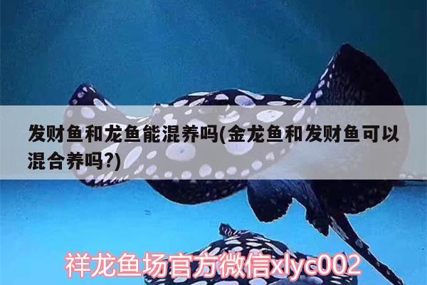 发财鱼和龙鱼能混养吗(金龙鱼和发财鱼可以混合养吗?)