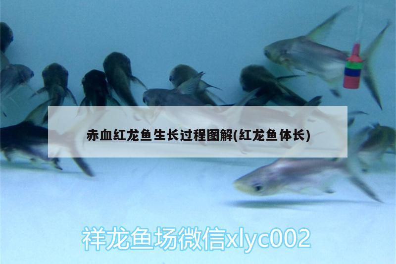 赤血红龙鱼生长过程图解(红龙鱼体长) 祥龙龙鱼专用水族灯