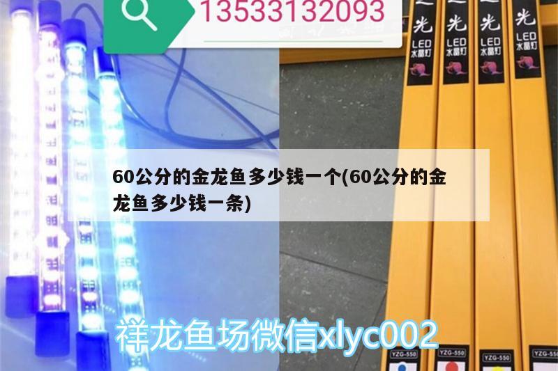 60公分的金龙鱼多少钱一个(60公分的金龙鱼多少钱一条)