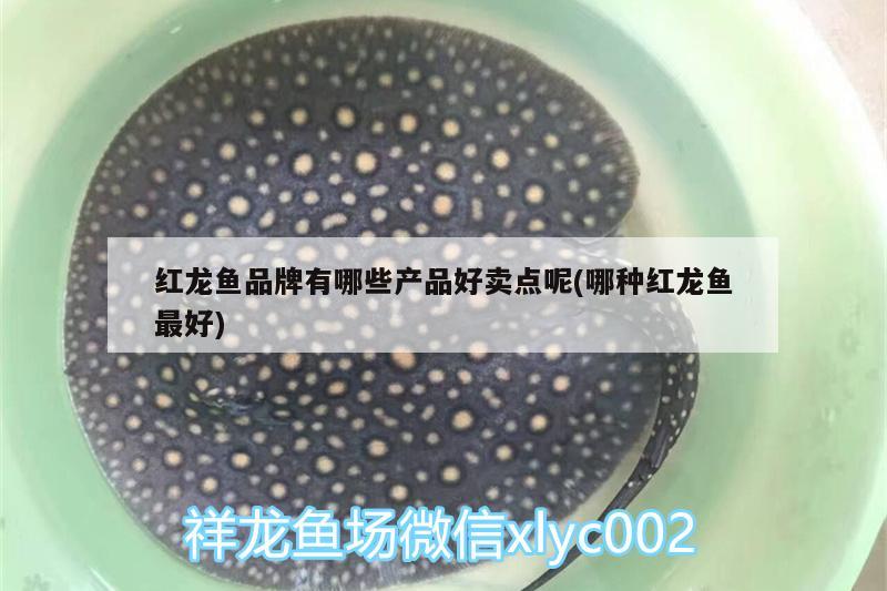 红龙鱼品牌有哪些产品好卖点呢(哪种红龙鱼最好) 细线银板鱼苗