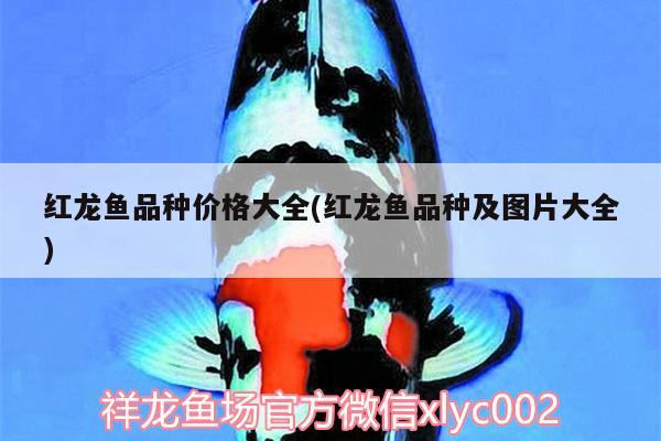 红龙鱼品种价格大全(红龙鱼品种及图片大全)