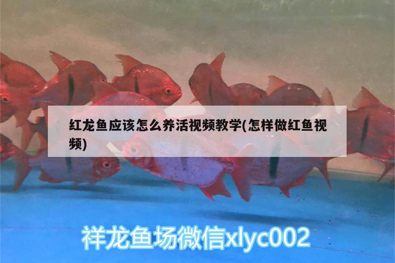 红龙鱼应该怎么养活视频教学(怎样做红鱼视频)